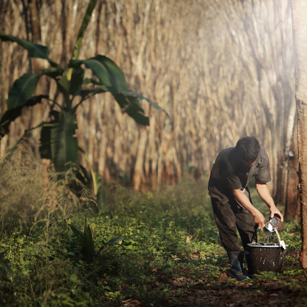 co-naturalrubber-4 co-naturalrubber-4